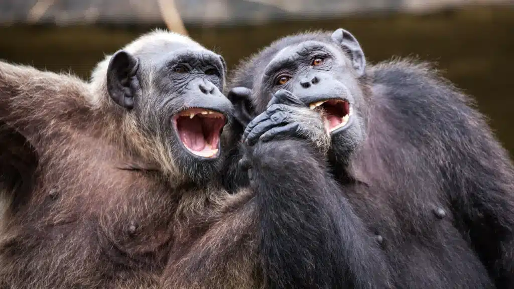 two chimpanzees laughing together holding hands